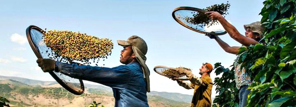 Lavorazione Caffè : il trattamento a secco e in umido